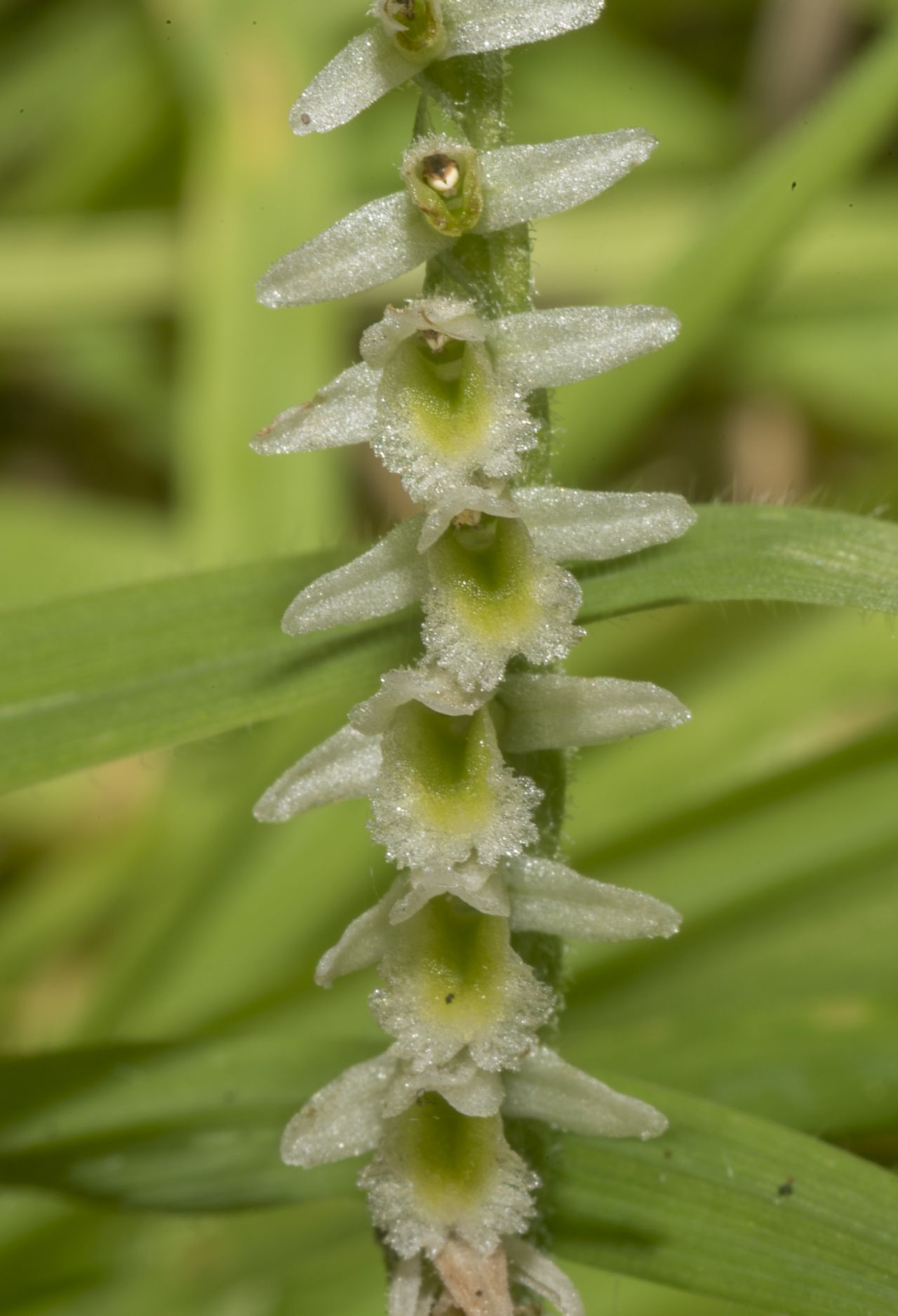 Lorchidea dellautunno: la Spiranthes spiralis a Ostia